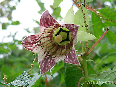 花8