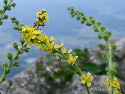 花10