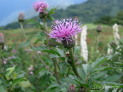 花11