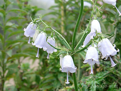 花12