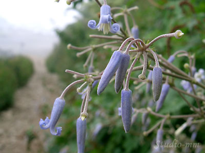 花14