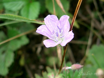 花15