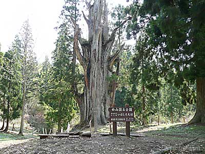 白山中居神社 石徹白の大杉 伊勢神宮外宮 伊雑宮 白山 ブログ 伊勢白山道 さんお勧めの地