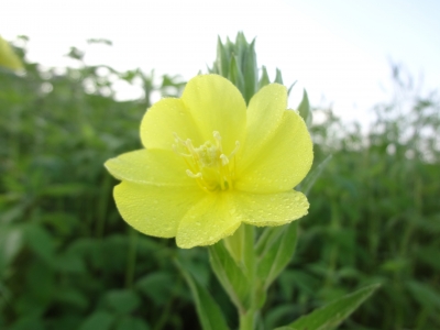 夜に咲く花 香る花 ねこ魔女の森