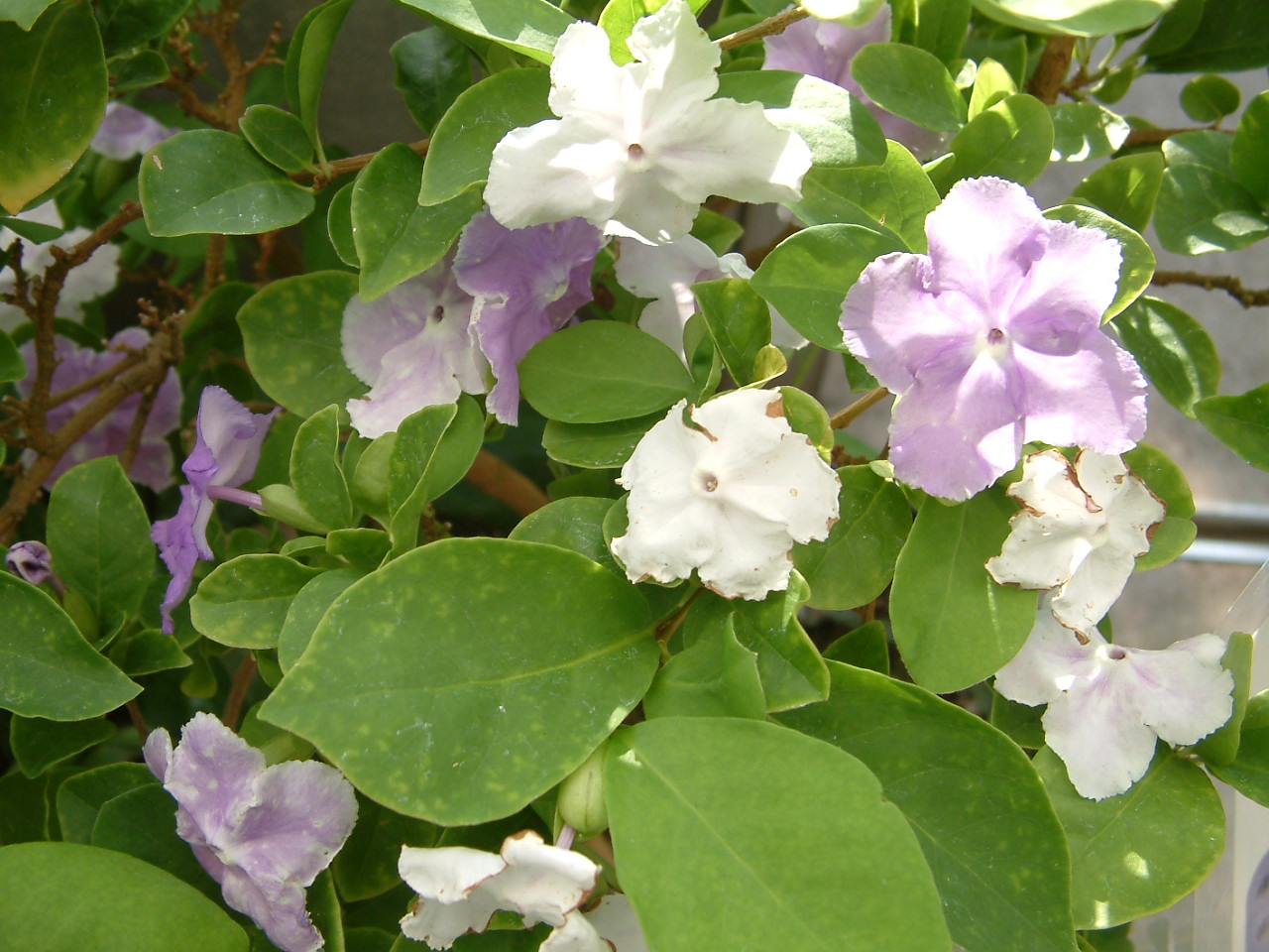 夜に咲く花 香る花 ねこ魔女の森