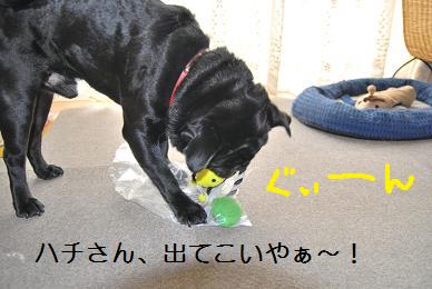 プレゼント