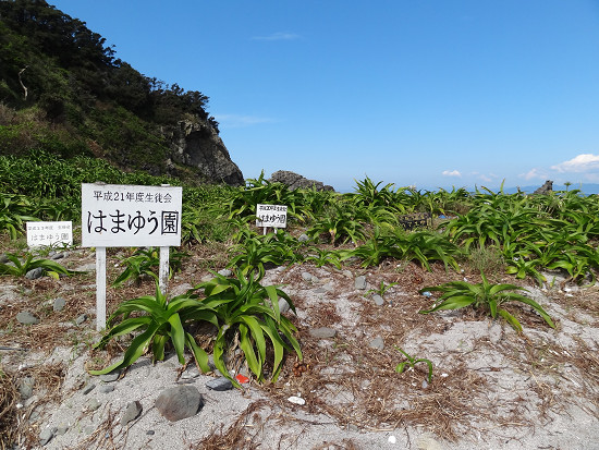 沖の島 はまゆう