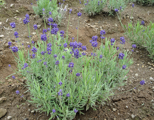 2017lavender.jpg