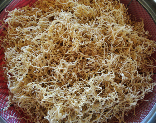 kiribosidaikon2.jpg