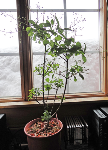 smoketree3.jpg