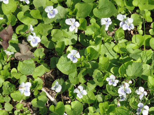 itoirisgarden4.jpg