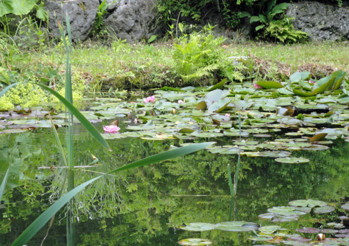 sitikugarden3.jpg