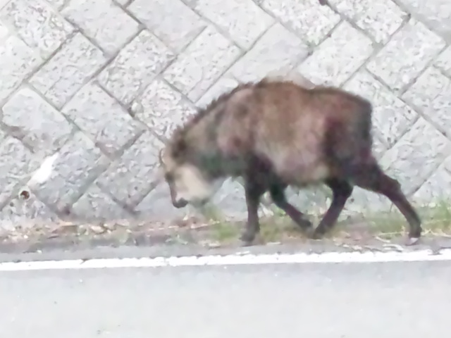 日本カモシカ