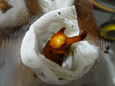 h260626:カブトムシ002