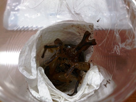 h260626:カブトムシ004