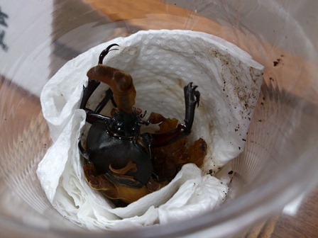 h260626:カブトムシ005