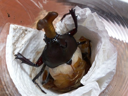 h260626:カブトムシ007