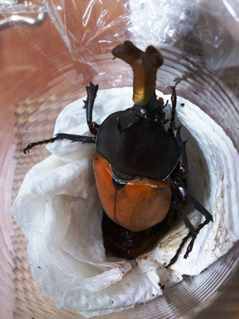 h260626:カブトムシ008