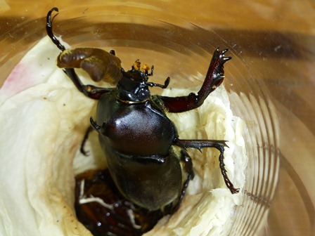 h260626:カブトムシ009