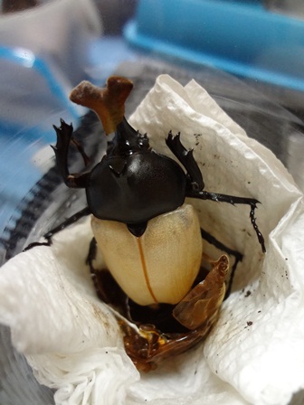 h260626:カブトムシ009