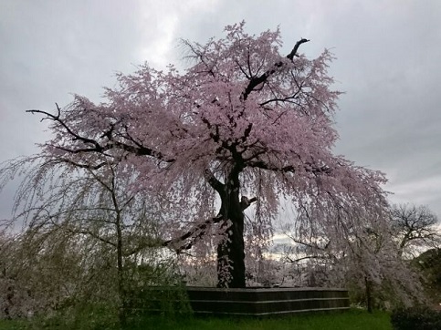 H28.04:桜 003