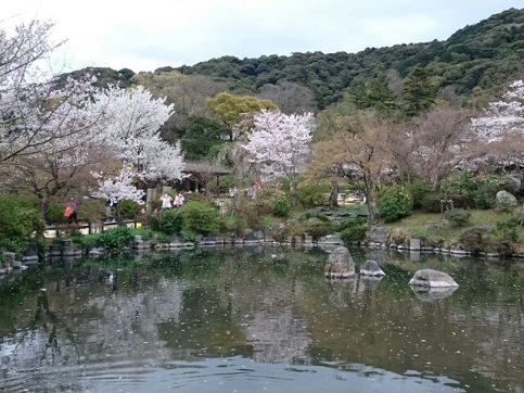 H28.04:桜 004