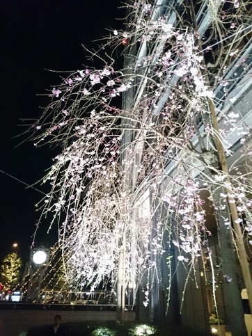 H28.04:桜 005