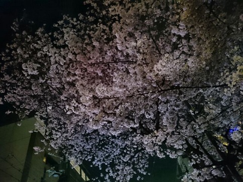 H28.04:桜 006