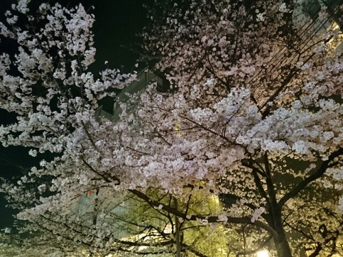 H28.04:桜 007