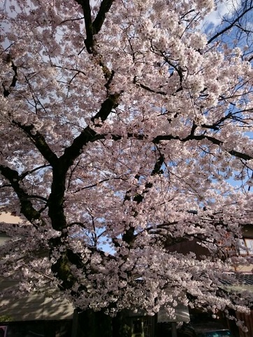 H28.04:桜 009