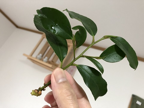 r01.05.01:神棚002