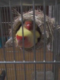 harutonatu