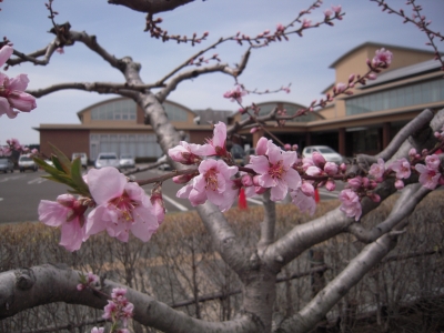 桃の花