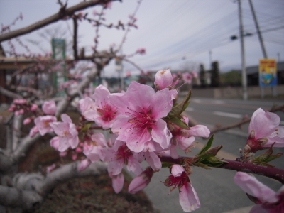 桃の花