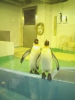 ペンギン!