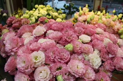 トルコキキョウ いわき市 小名浜 花国湘南台店 お花の日記