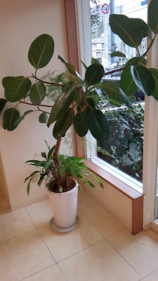 いわき市 小名浜の花屋 花国湘南台店