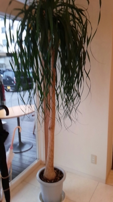 いわき市 小名浜の花屋 花国湘南台店
