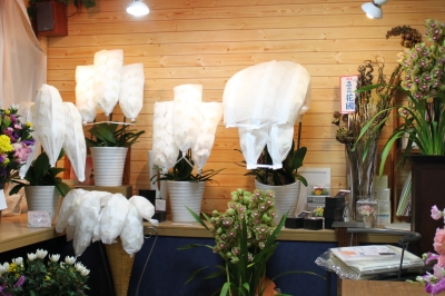 お彼岸セール お墓参り いわき市 小名浜の花屋 花国湘南台店