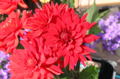 花国 いわき市 小名浜 湘南台