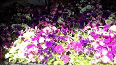 ボランティア 復興 いわき市 小名浜の花屋 花国湘南台店