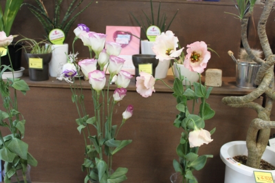切花 日持ちテスト トルコキキョウ いわき市 小名浜の花屋 花国湘南台店
