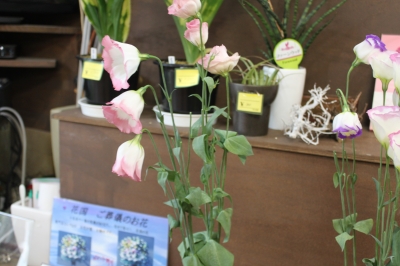 切花 日持ちテスト トルコキキョウ いわき市 小名浜の花屋 花国湘南台店