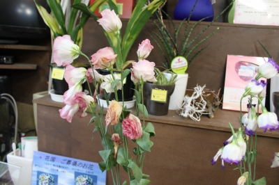切花 日持ちテスト トルコキキョウ いわき市 小名浜の花屋 花国湘南台店