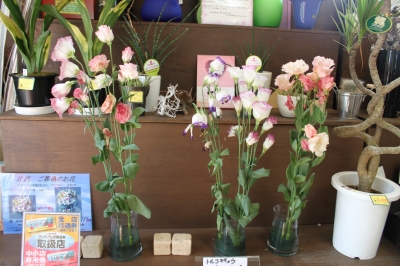 切花 日持ちテスト トルコキキョウ いわき市 小名浜の花屋 花国湘南台店