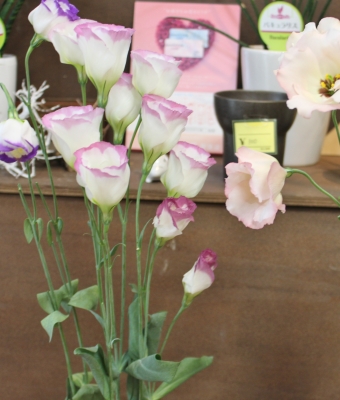 切花 日持ちテスト トルコキキョウ いわき市 小名浜の花屋 花国湘南台店