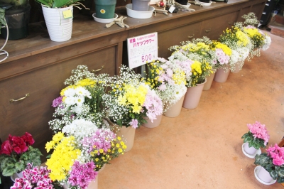 激安 切花 お徳 いわき市 小名浜の花屋 花国湘南台店