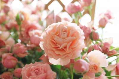赤バラ 大きさ いわき市 小名浜の花屋 花国湘南台店