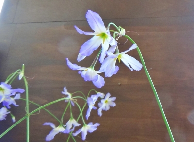 テーブルアレンジ ディスプレイ いわき市 小名浜の花屋 花国湘南台店