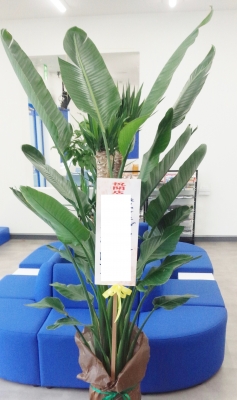 お祝い スタンド花 開店祝い観葉植物 いわき市小名浜の花屋 花国湘南台店